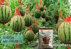 西瓜嫁接圈内人爆料,揭秘嫁接技术背后的秘密与挑战