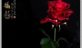 珍藏之花弄月在线观看,穿越时空的浪漫邂逅