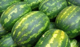 谁吃康县网红的瓜了,网红瓜引发的网络热议，谁成了这场盛宴的“瓜农”？