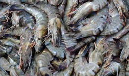 爆料人工养殖海虾视频教程,视频教程带你走进海洋养殖世界