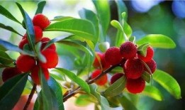 深圳南澳杨梅最新爆料,最新爆料带你尝鲜