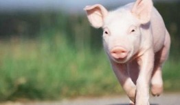 继续飞的猪爆料视频大全,继续飞猪爆料视频大揭秘