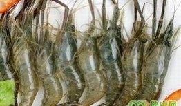 爆料人工养殖海虾视频教程,视频教程带你走进海洋养殖世界