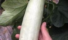 谁吃康县网红的瓜了,网红瓜引发的网络热议，谁成了这场盛宴的“瓜农”？