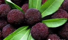 深圳南澳杨梅最新爆料,最新爆料带你尝鲜