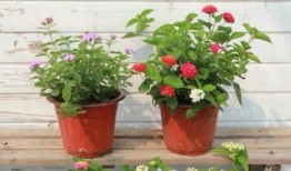 近期视频爆料最新新闻