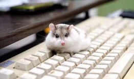 仓鼠米仔动作爆料视频,揭秘可爱动作背后的秘密