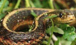 南京大花蛇最新爆料,揭秘神秘事件背后真相