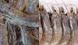 爆料人工养殖海虾视频教程,视频教程带你走进海洋养殖世界