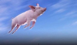 继续飞的猪爆料视频大全,继续飞猪爆料视频大揭秘