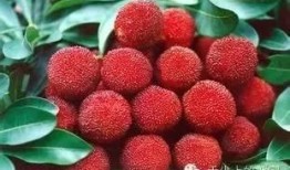 深圳南澳杨梅最新爆料,最新爆料带你尝鲜