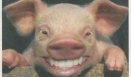 继续飞的猪爆料视频大全,继续飞猪爆料视频大揭秘