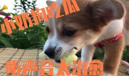 娱乐吃瓜酱拍照小狗狗,娱乐吃瓜酱与小狗狗的甜蜜互动